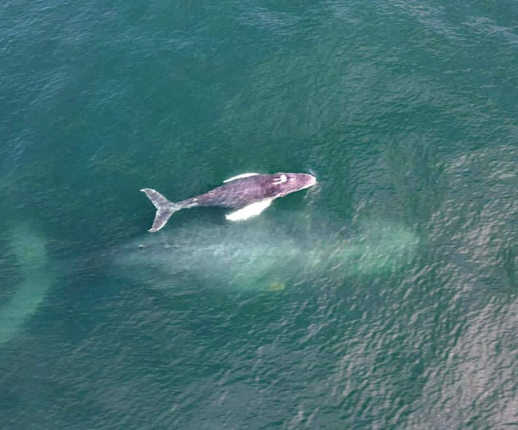 Whale Mother and Baby whale with calf bay of banderas mexico