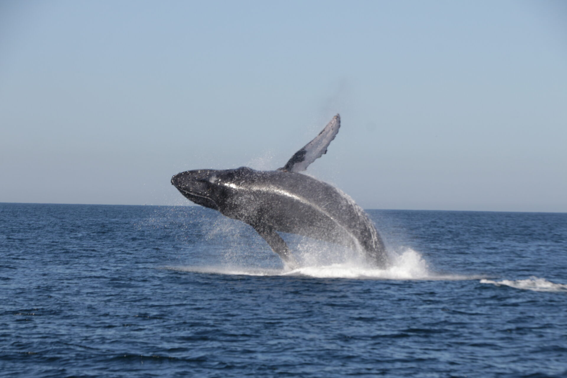 Whale Watching Experience - Chica Locca Tours