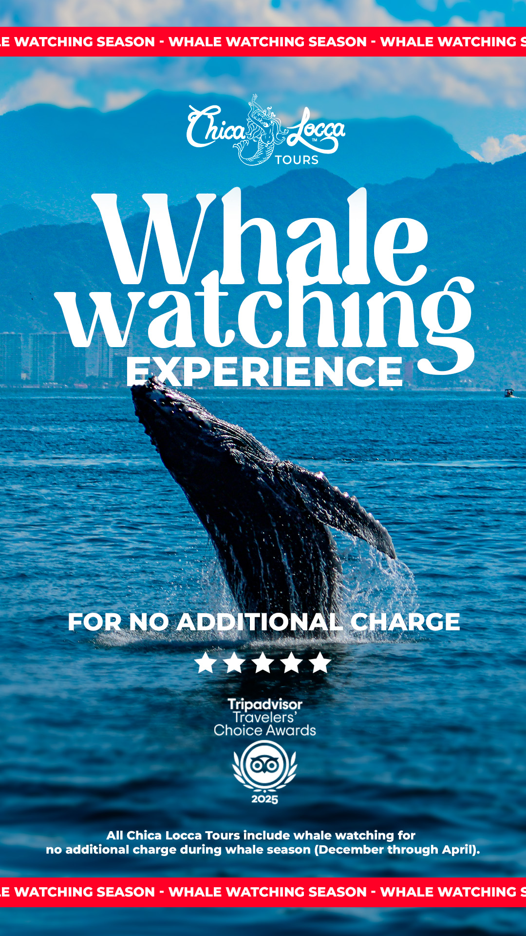 Whale Watching Experience